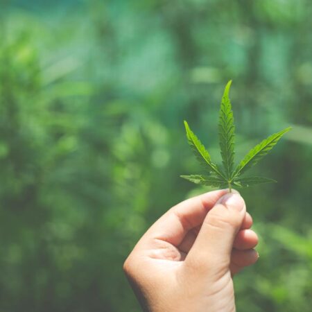 Cannabis and workplace drug testing: why cannabis remains the most detected drug in Australia Workplace testing conducted by Integrity Sampling shows that cannabis is the most detected illicit drug.