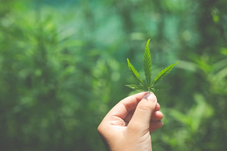 Workplace testing conducted by Integrity Sampling shows that cannabis is the most detected illicit drug.